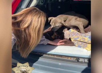 Zoey isimli köpek 12 yıl sonra bulundu