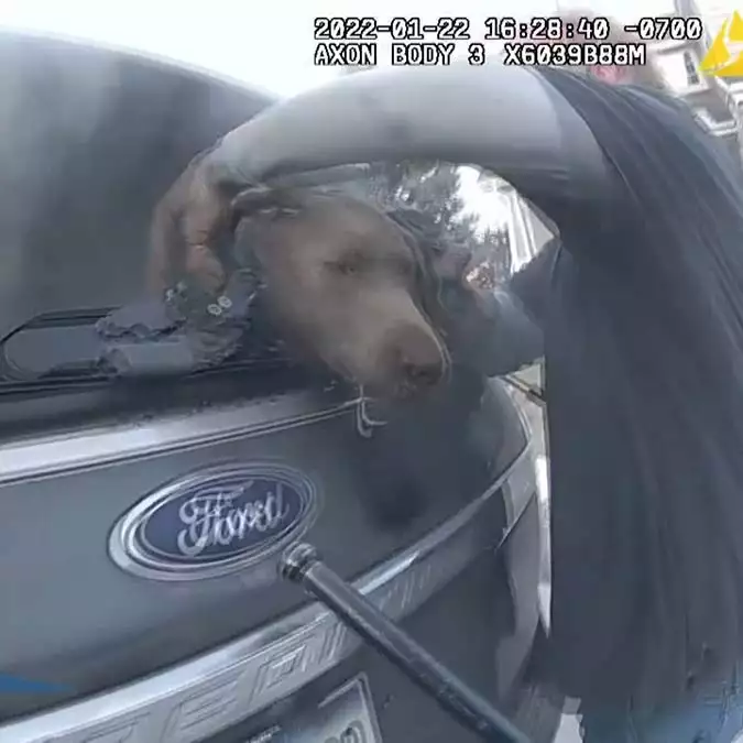 Yanan araçta mahsur kalan köpek kurtarıldı