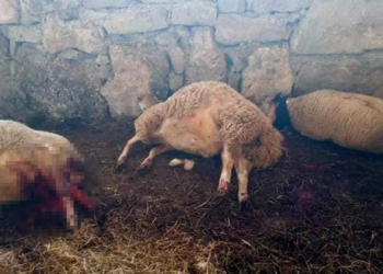 Ağıla giren kurtlar 5 koyunu telef etti