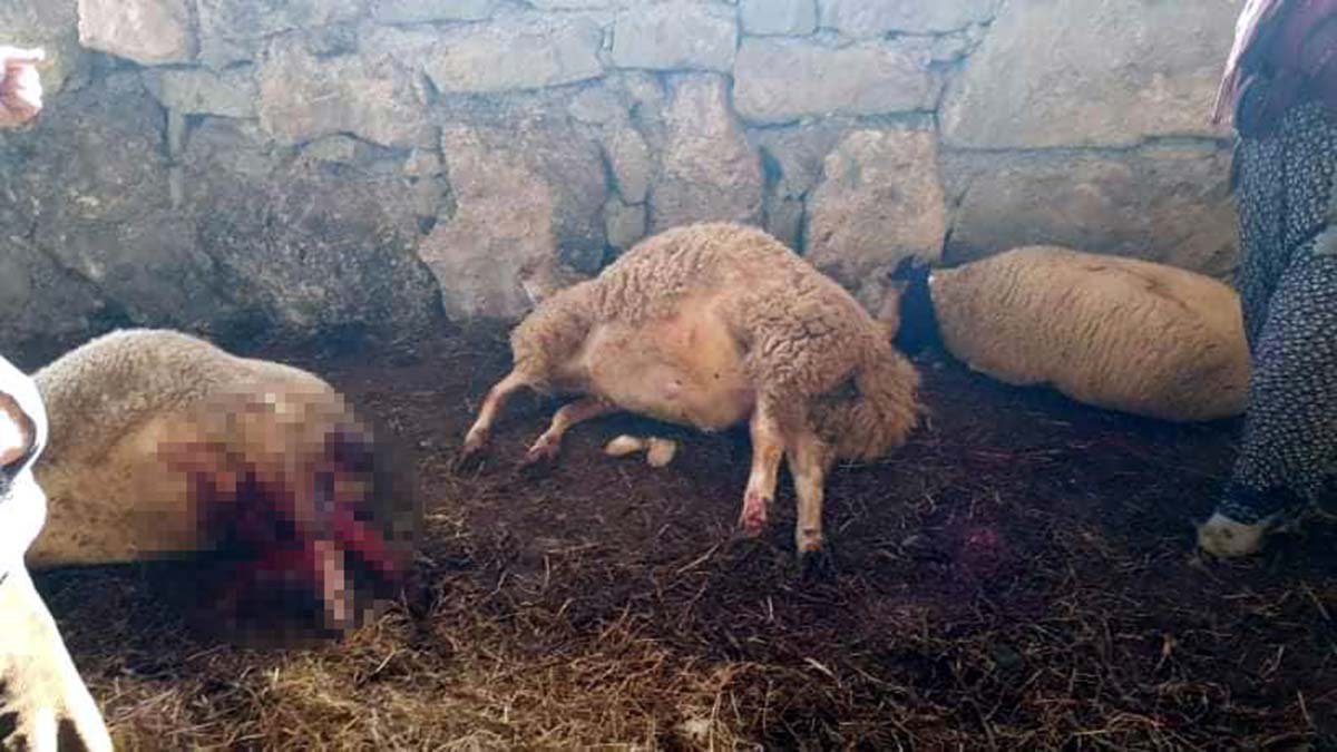 Ağıla giren kurtlar 5 koyunu telef etti
