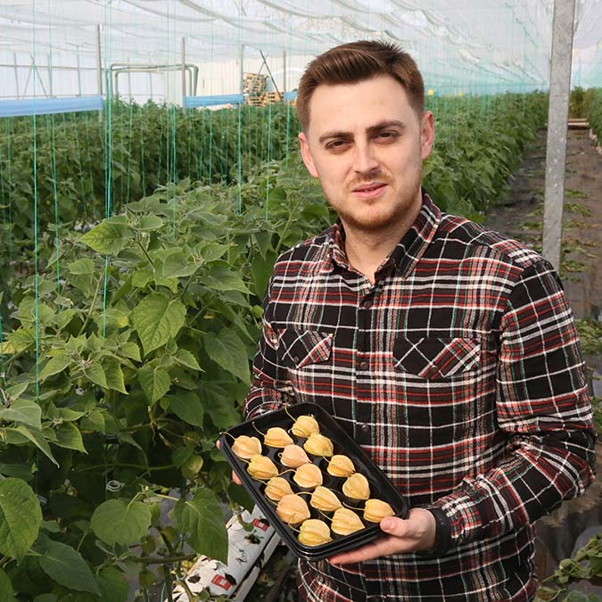 Altın çileğin kilosu 400 TL'ye yükseldi