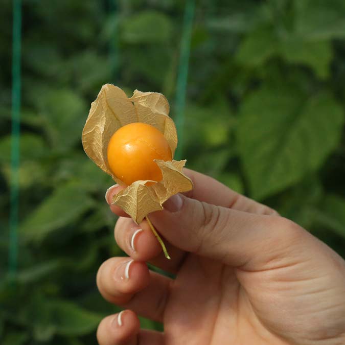 Dünyanın en zengin lif oranına sahip meyvesi altın çileğin hasadı başladı. Geçen yıl kilosu 150 TL olan, 15 adetten oluşan 100'er gramlık paketlerde 15 TL'den satılan altın çileğin kilosu 400 TL'ye yükseldi.