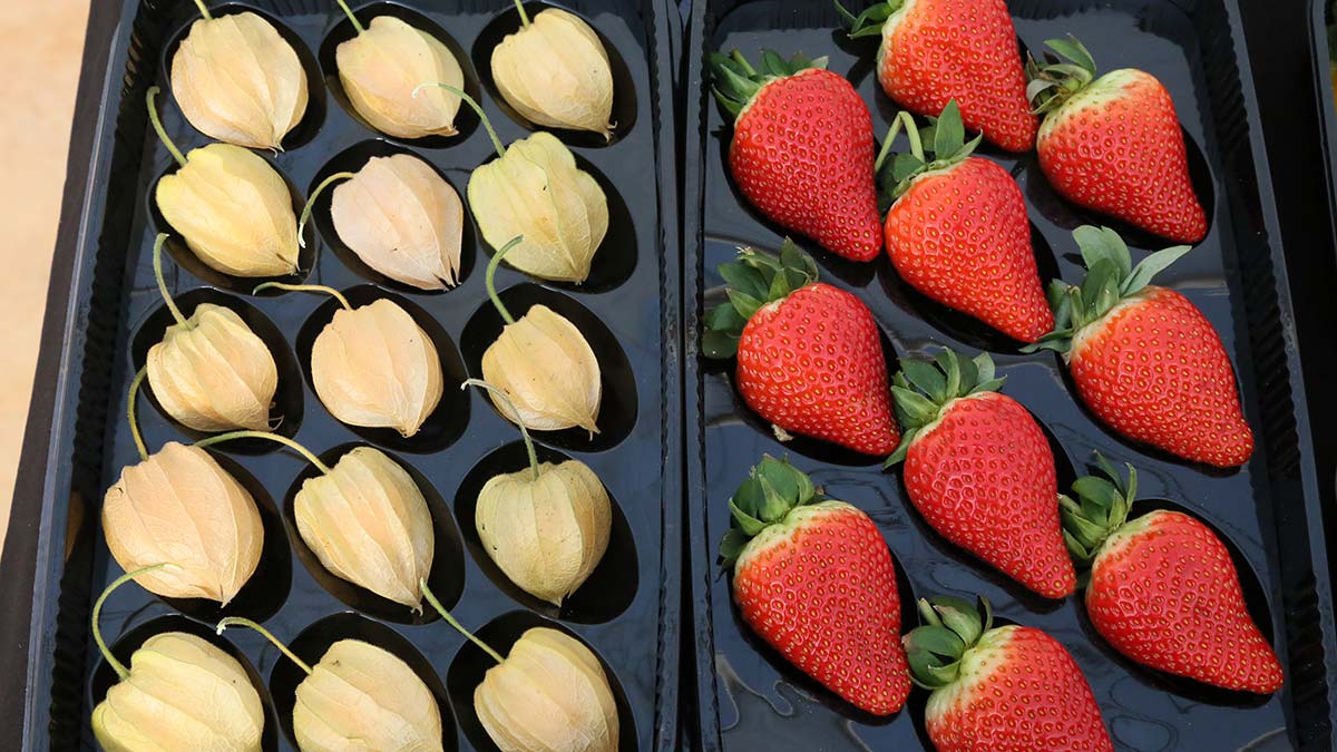 Altın çileğin kilosu 400 TL'ye yükseldi