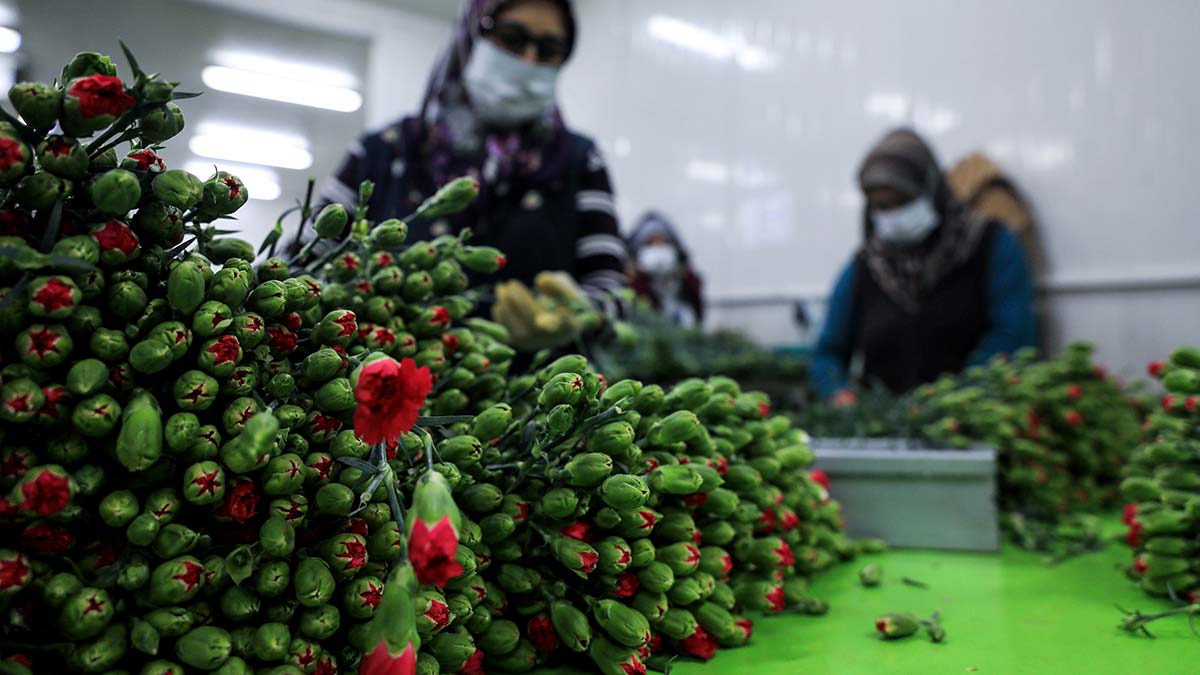 Antalya'dan 14 Şubat Sevgililer Günü için 'Avrupa'nın çiçek merkezi' Hollanda başta olmak üzere 27 ülkeye 65 milyon dal çiçek ihraç edildi.