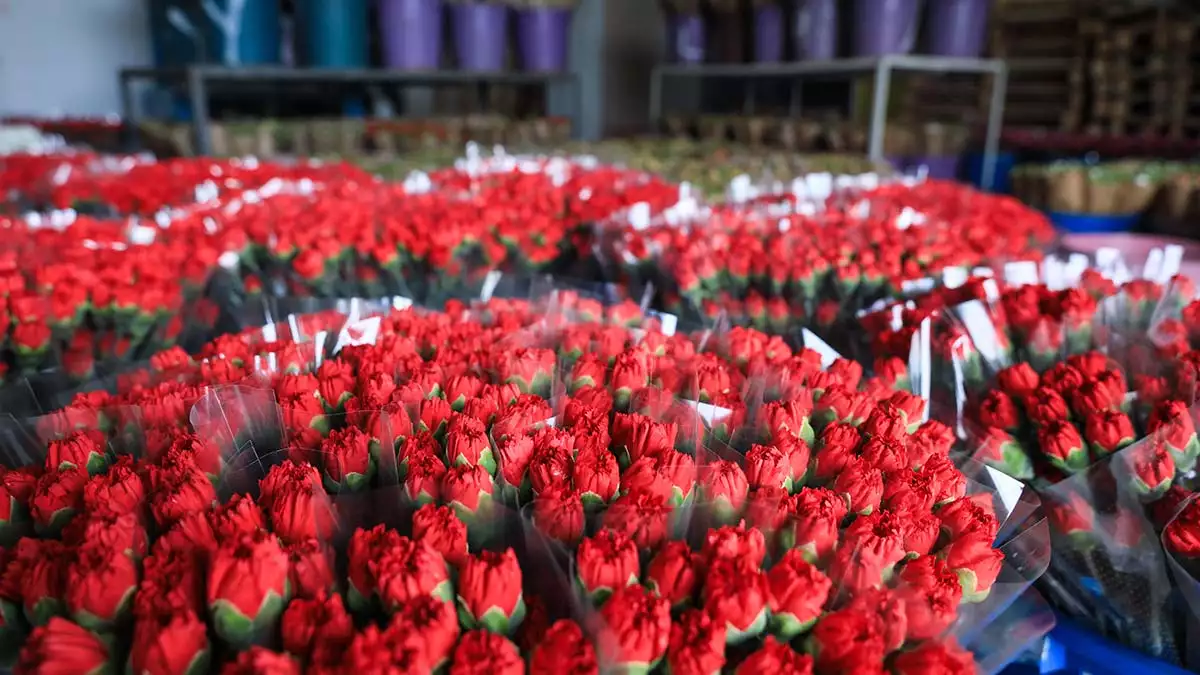 27 ülkeye 65 milyon dal çiçek ihraç edildi