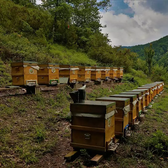 60 yeni bal ormanı ile ülke ekonomisine katkı