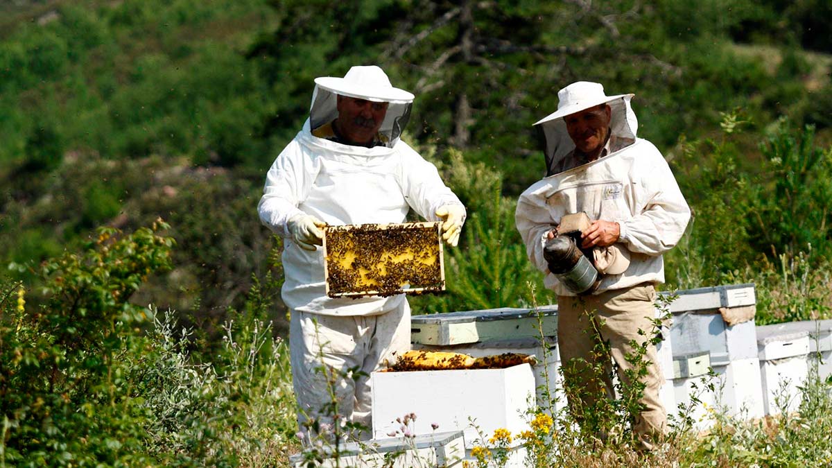 60 yeni bal ormanı ile ülke ekonomisine katkı