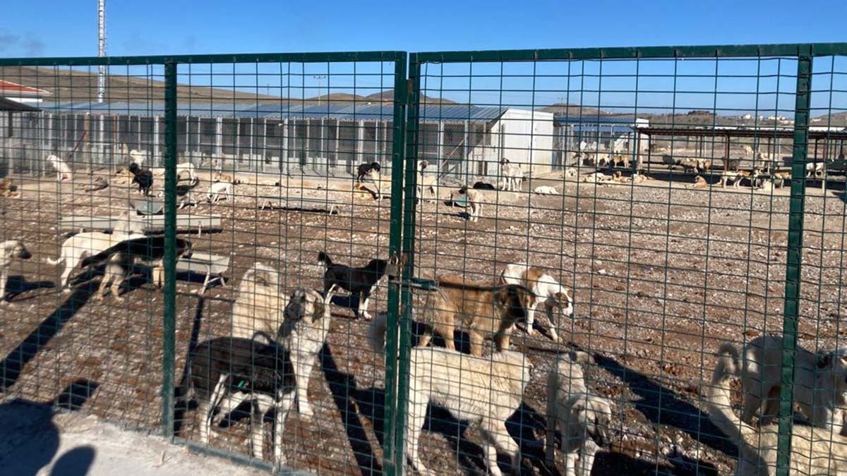 Avukatlara yasaklı ırk engeli