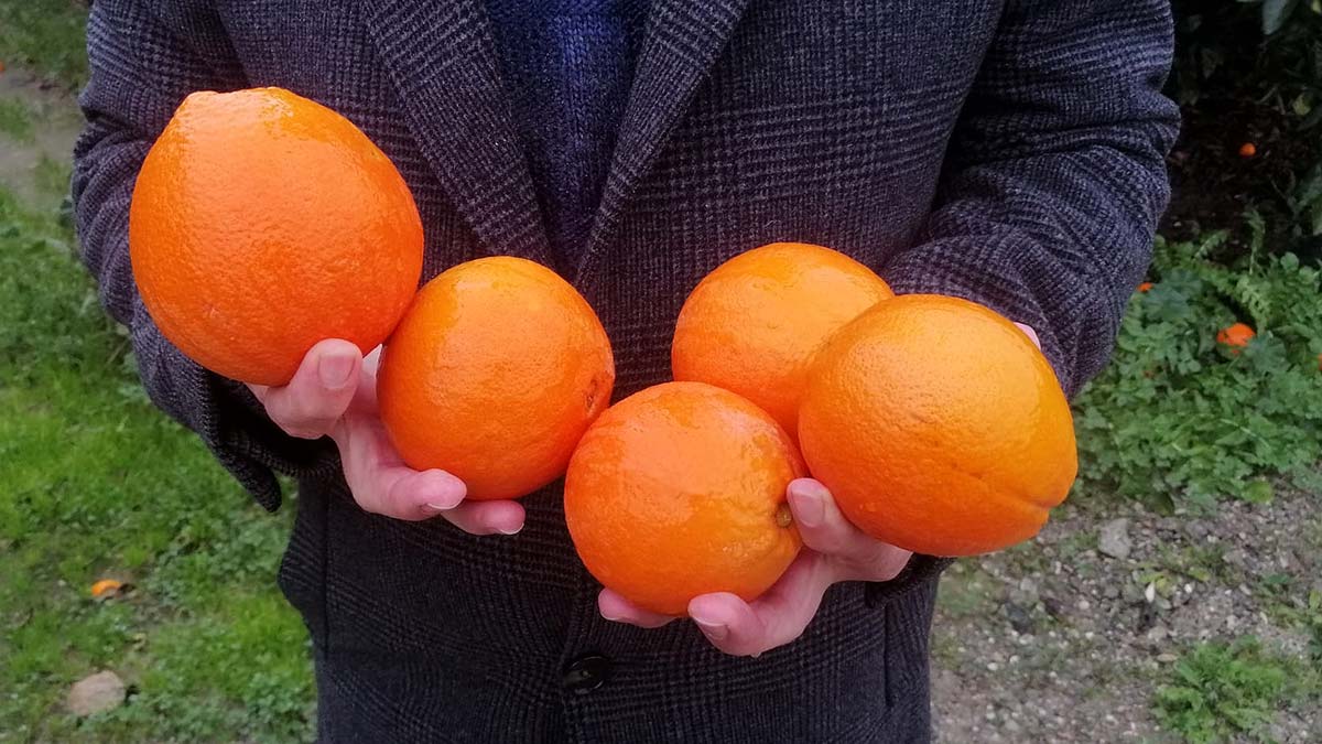 Türkiye'nin narenciye ihtiyacının yüzde 26'sını karşılayan Adana'da, hasat için ocak ayını bekleyen üreticinin binlerce ton portakalı yağışlar nedeniyle dalında kaldı.