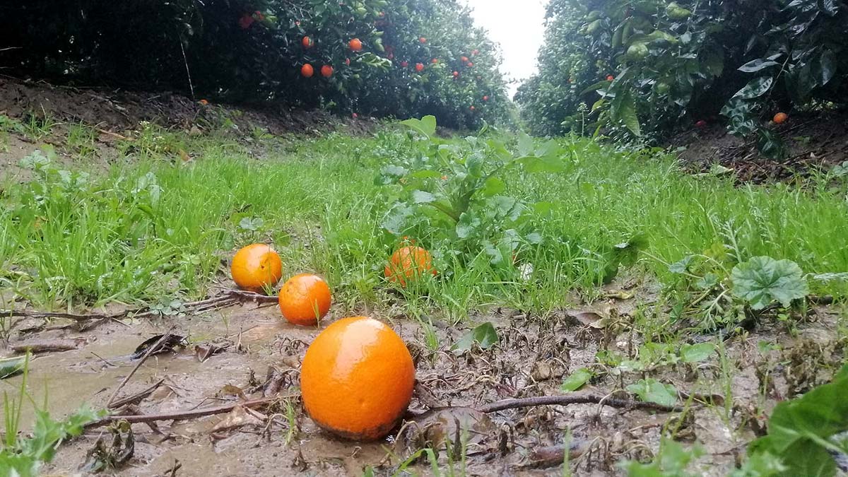 Binlerce ton portakal dalında kaldı