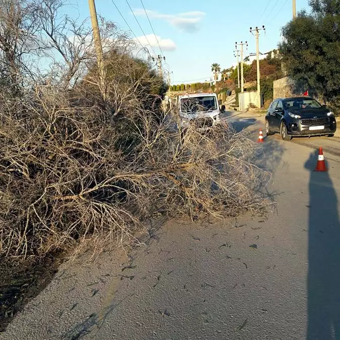 Muğla'da fırtına ağaçları devirdi