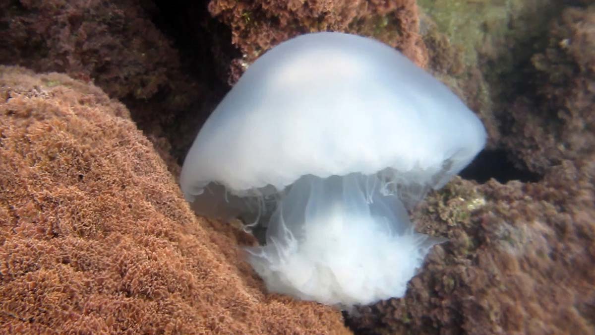 Denizanası çarpması durumunda temaslı noktaya su dökmeyin