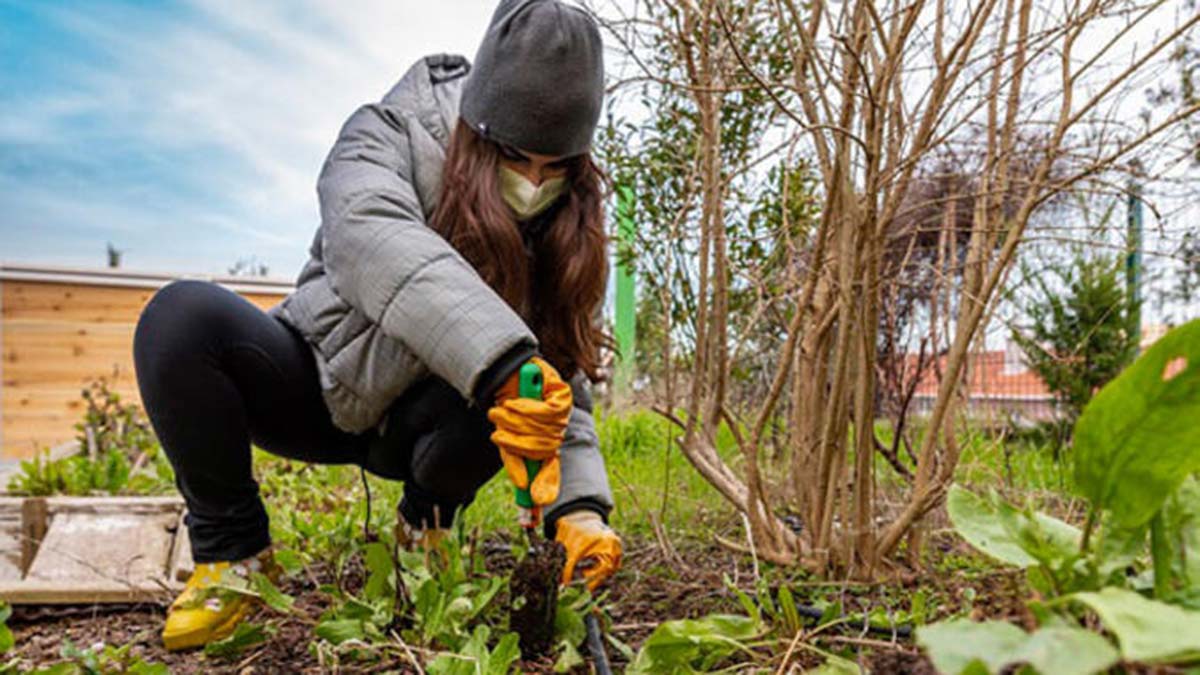 85 milyon insan kent tarımıyla ilgileniyor