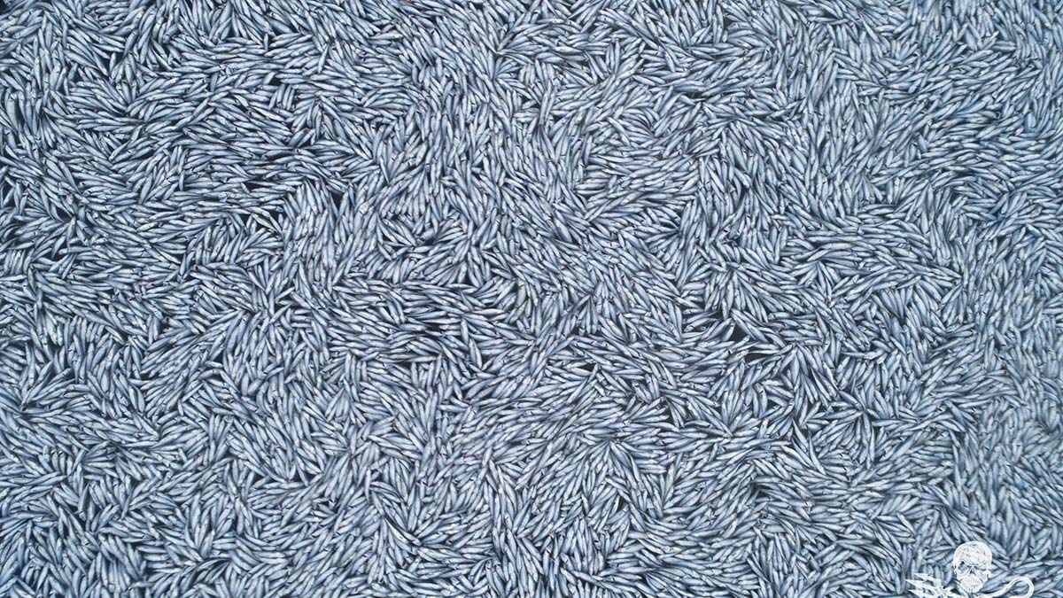 Fransa’nın atlantik okyanusu açıklarında, yaklaşık 3 bin metrekarelik bir alana yayılmış 100 binden fazla ölü mavi mezgit balığı tespit edildi.
