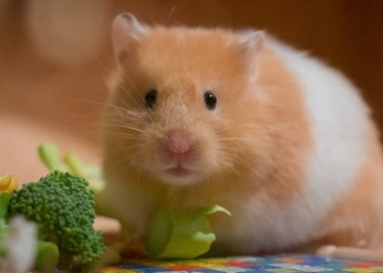 Hamsterlardan insanlara koronavirüs bulaştı