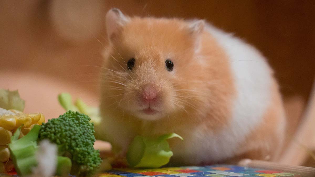 Hamsterlardan insanlara koronavirüs bulaştı