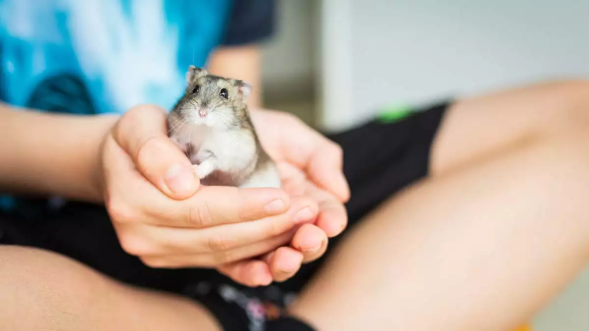 Hamsterlardan insanlara koronavirüs bulaştı