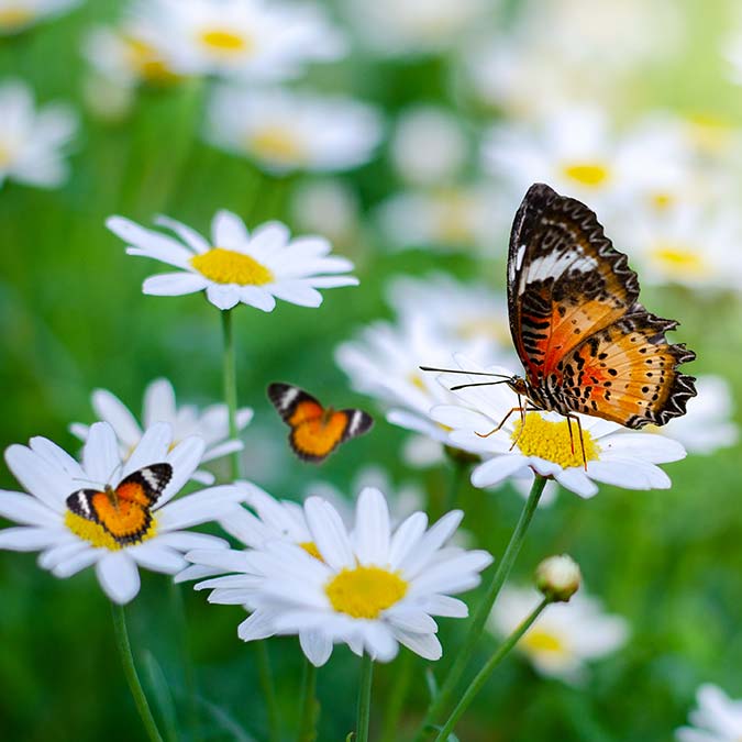 Baharın müjdecisi cemreler düşmeye başladı
