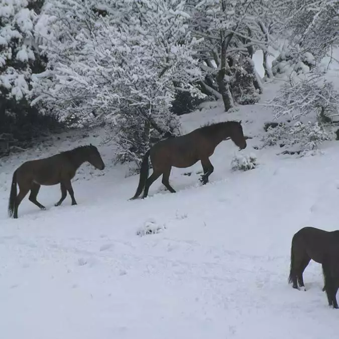 İzmir'de kar yağışı kenti beyaza bürüdü