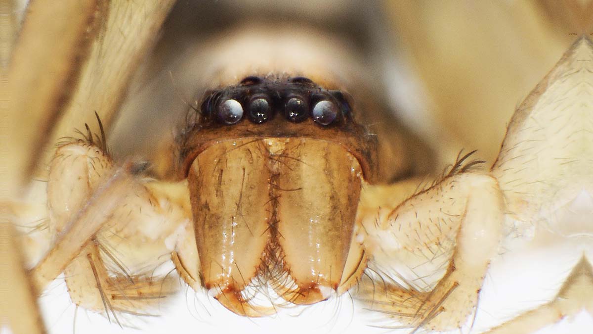 Yeni örümcek cinsi keşfedildi