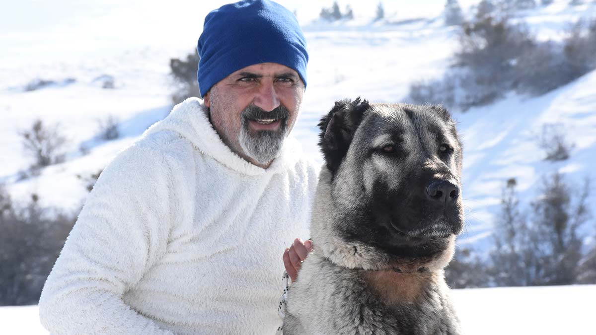 Orhan Yalçınkaya, "Kangal köpeği, herhangi birine 'saldır' 'öldür', 'ısır' gibi komutlarda diğer laboratuvar ırkı köpekler gibi değildir. İçgüdüsel olarak hareket ettiği için zarar vermemektedir" dedi.