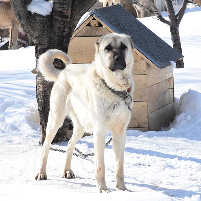 Kangal köpeği, komutlara uymuyor