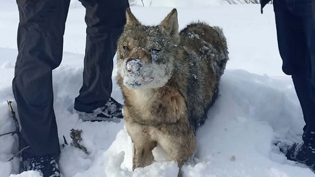 Sivas'ta donmuş kurt bulunda