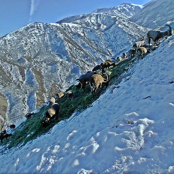 Yaban hayvanları için doğaya yem bırakıldı