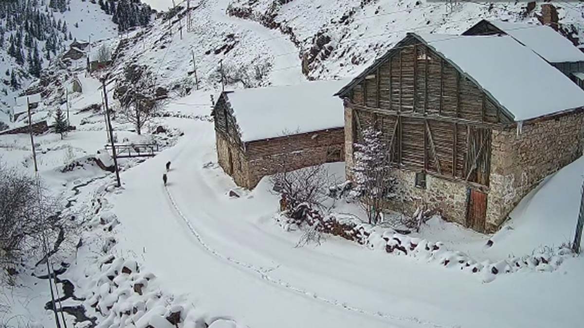 Nesli tükenme tehlikesindeki 2 vaşak köye indi