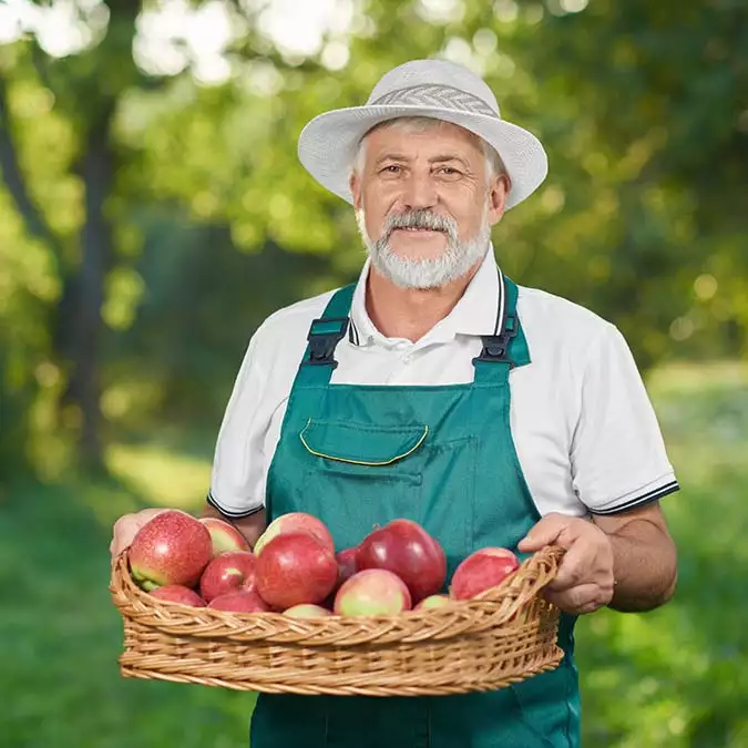 Man with showing harvest holding basket full red delicious apples - yazarlar - haberton