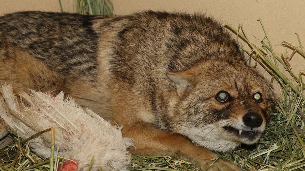 Hasta yaban hayvanları sayısı 5 kat arttı