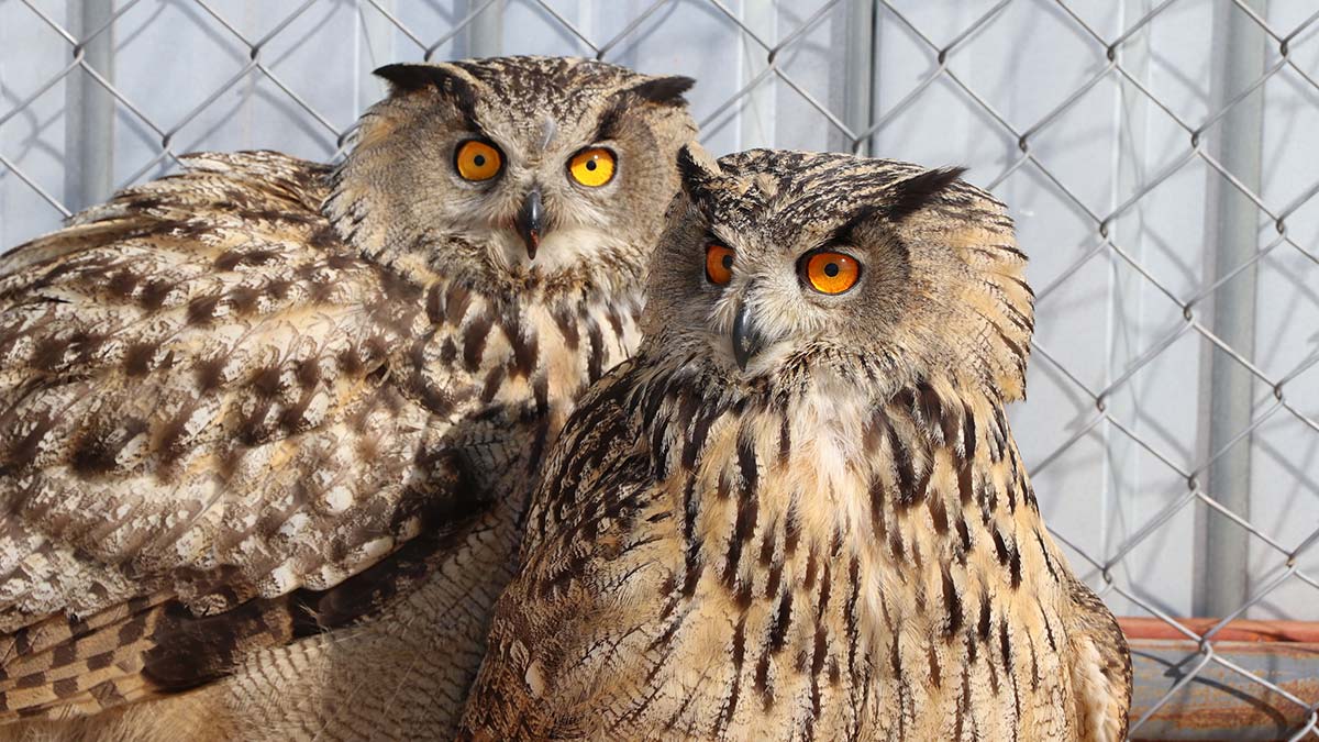 Van Yüzüncü Yıl Üniversitesi (YYÜ) Yaban Hayvanları Koruma ve Rehabilitasyon Merkezi Müdürü Prof. Dr. Lokman Aslan, 22 yıldır tedavileri yapılan yaralı ve hasta yaban hayvanları sayısının bu yıl 5 kat arttığını belirterek, soğuk havaların ve mevsimlerin durumu etkilediğini söyledi.