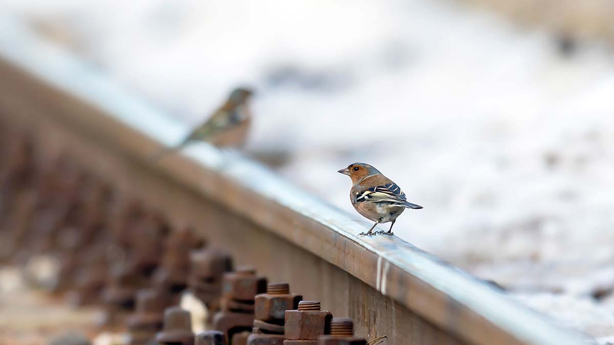 Raylar üzerinde 21 kuş türü fotoğraflandı