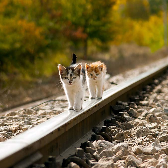 Kuşlarla rayların ilişkisini ortaya koyan Erturhan, raylar üzerinde 21 kuş türü fotoğrafladı, 'Demiryolu Doğası ve Kuşları' adını verdiği özel seri oluşturdu.