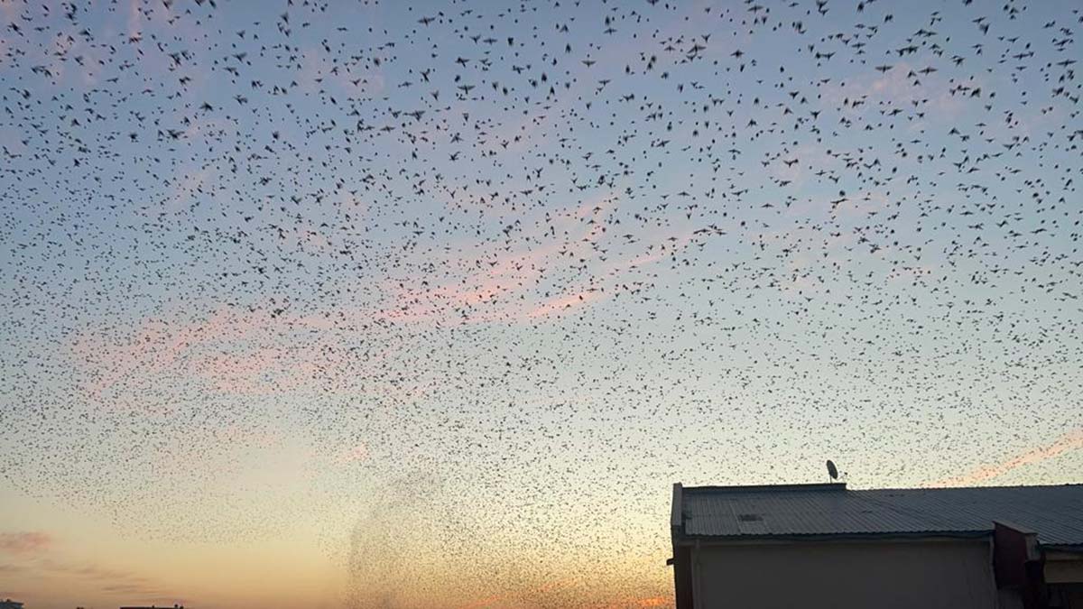 Binlerce sığırcık kuşu gökyüzünde dans etti