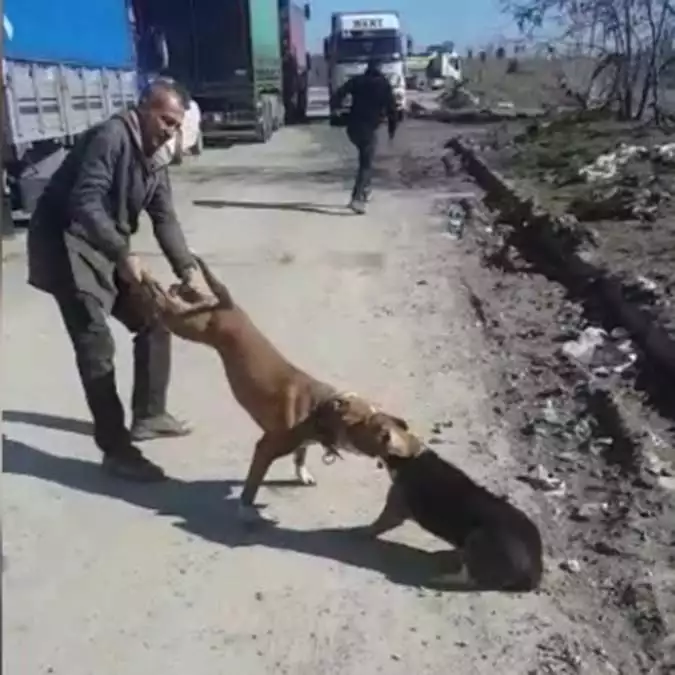 Pitbull cinsi köpek esnafın köpeğine saldırdı