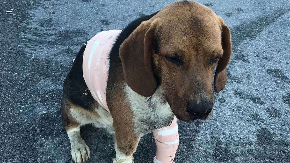 Pitbull cinsi köpek esnafın köpeğine saldırdı