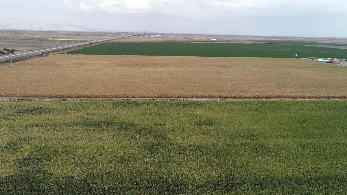 İklim değişikliği tarım sektörünü etkiledi