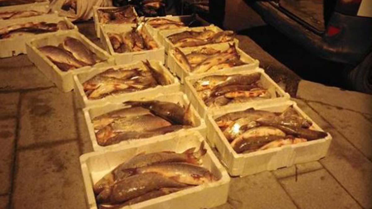 Terkos Gölü'nde kaçak avlanan 400 kilo Akbalığa el konuldu