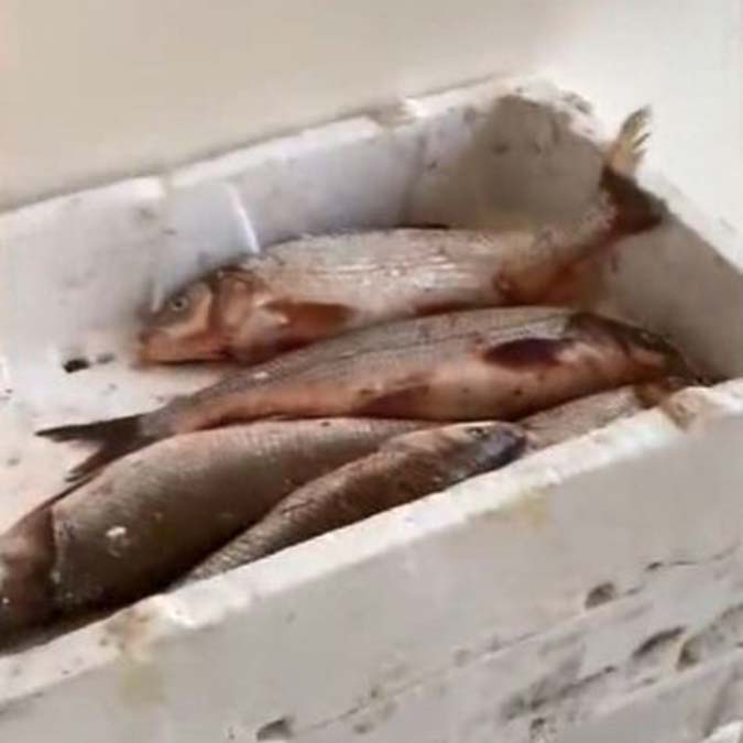 Terkos Gölü'nde kaçak avlanan 400 kilo Akbalığa el konuldu