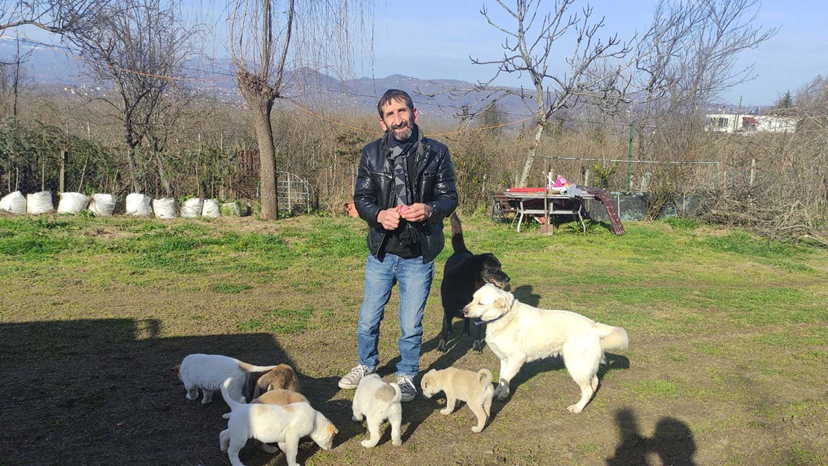 Sokak köpeği pompalı tüfekle öldürüldü