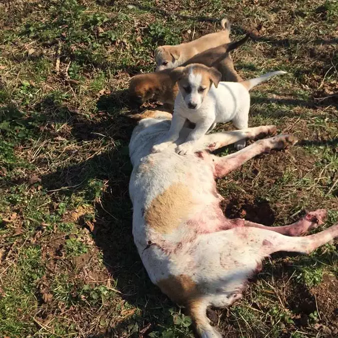 Ordu’nun altınordu ilçesinde sokak köpeği pompalı tüfekle öldürüldü. Hayvanseverlerin 7 yavrusu başında beklerken bulduğu köpeğin vücudunda 6 saçma tespit edildi.