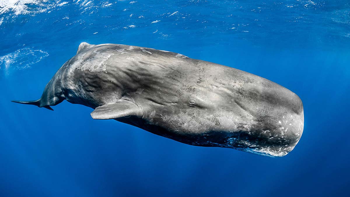 Balinaların nesli tehlikede