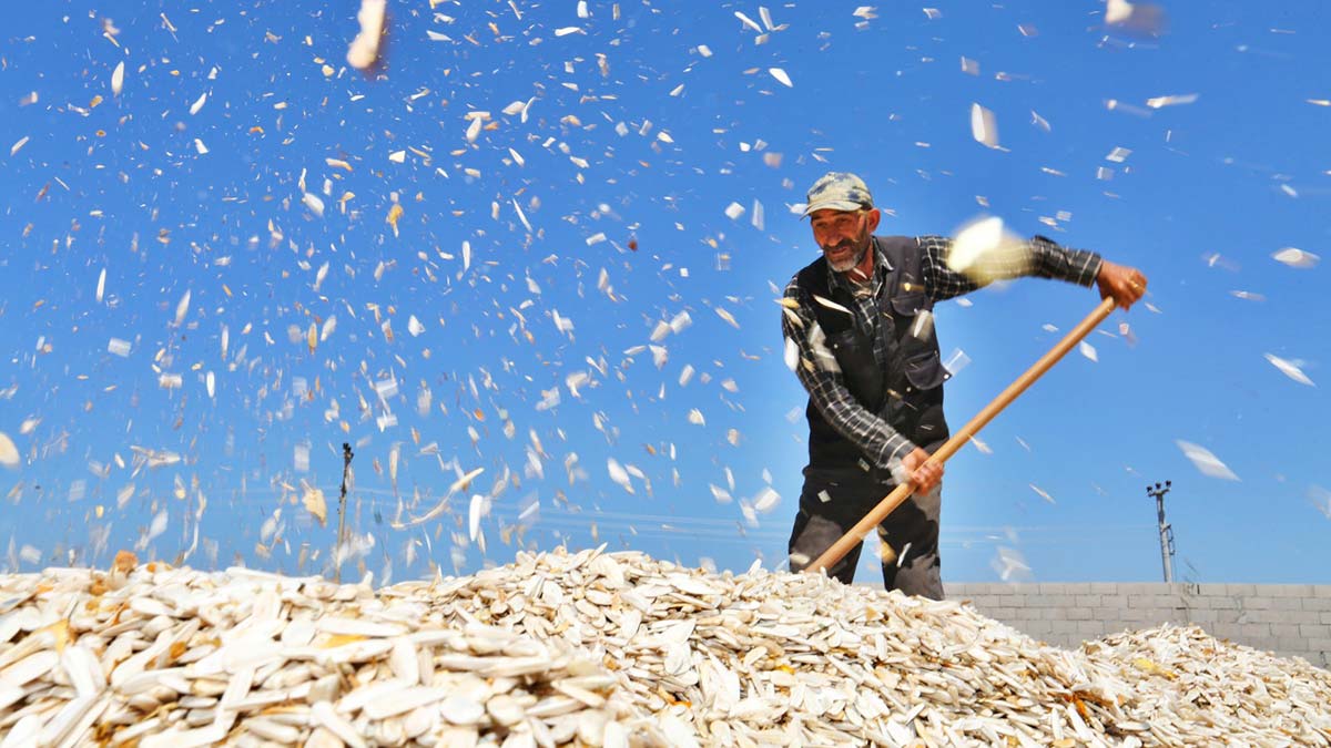 Tuz Gölü Havzası'nda çerezlik ayçiçeği üretimi