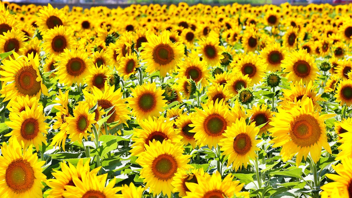 Tuz Gölü Havzası'nda çerezlik ayçiçeği üretimi