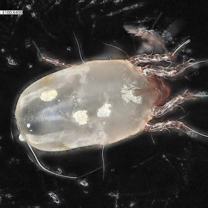 Türkiye'de her 5 kişiden 2'sinin haftada 5 ila 7 kez evini temizliyor, her 5 kişiden 4'ünün de ayda en az bir kez derinlemesine temizlik yaptığı görüldü.