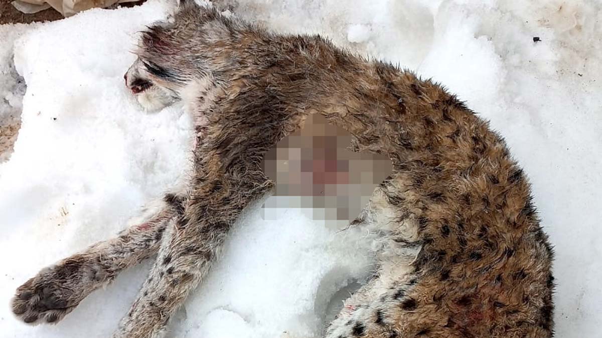 Vaşağı vuran avcıya ceza