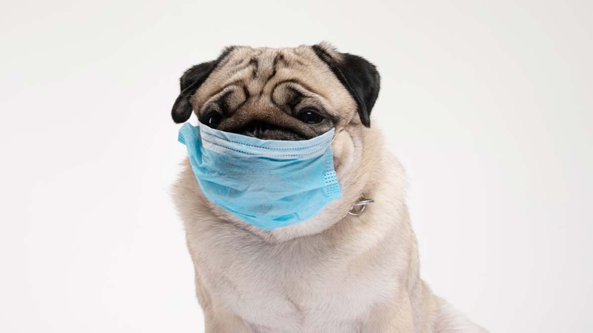 Y ve Z kuşağı evcil hayvanlara özen gösteriyor