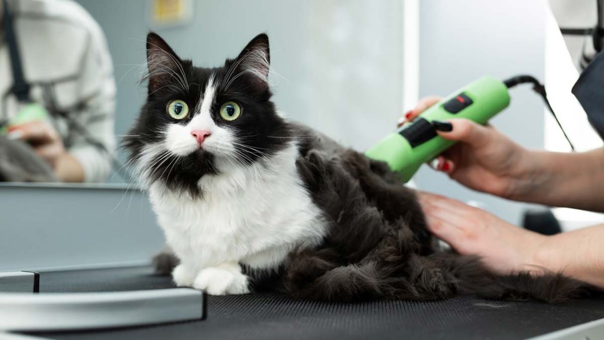 Y ve Z kuşağı evcil hayvanlara özen gösteriyor