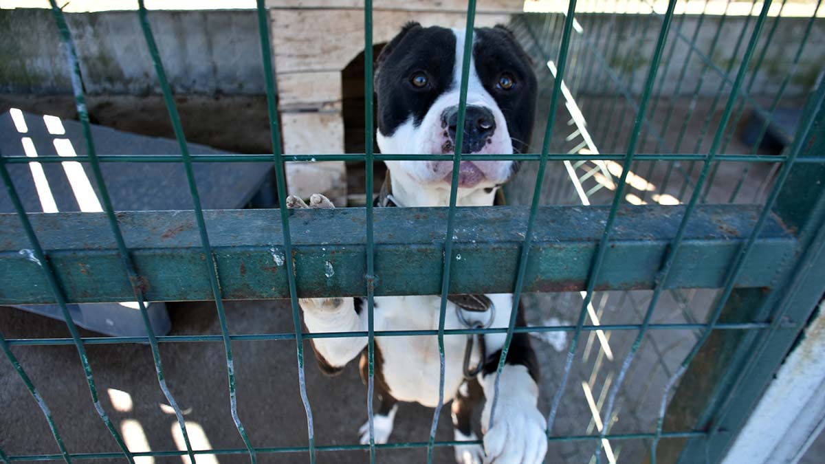 Tarım ve Orman Bakanlığı'nın 'Hayvanları Koruma Kanunu'nda yaptığı değişikliğin 14 Ocak'ta yürürlüğe girmesiyle tehlike arz eden yasaklı ırk köpekler barınaklara mahkum edildi.